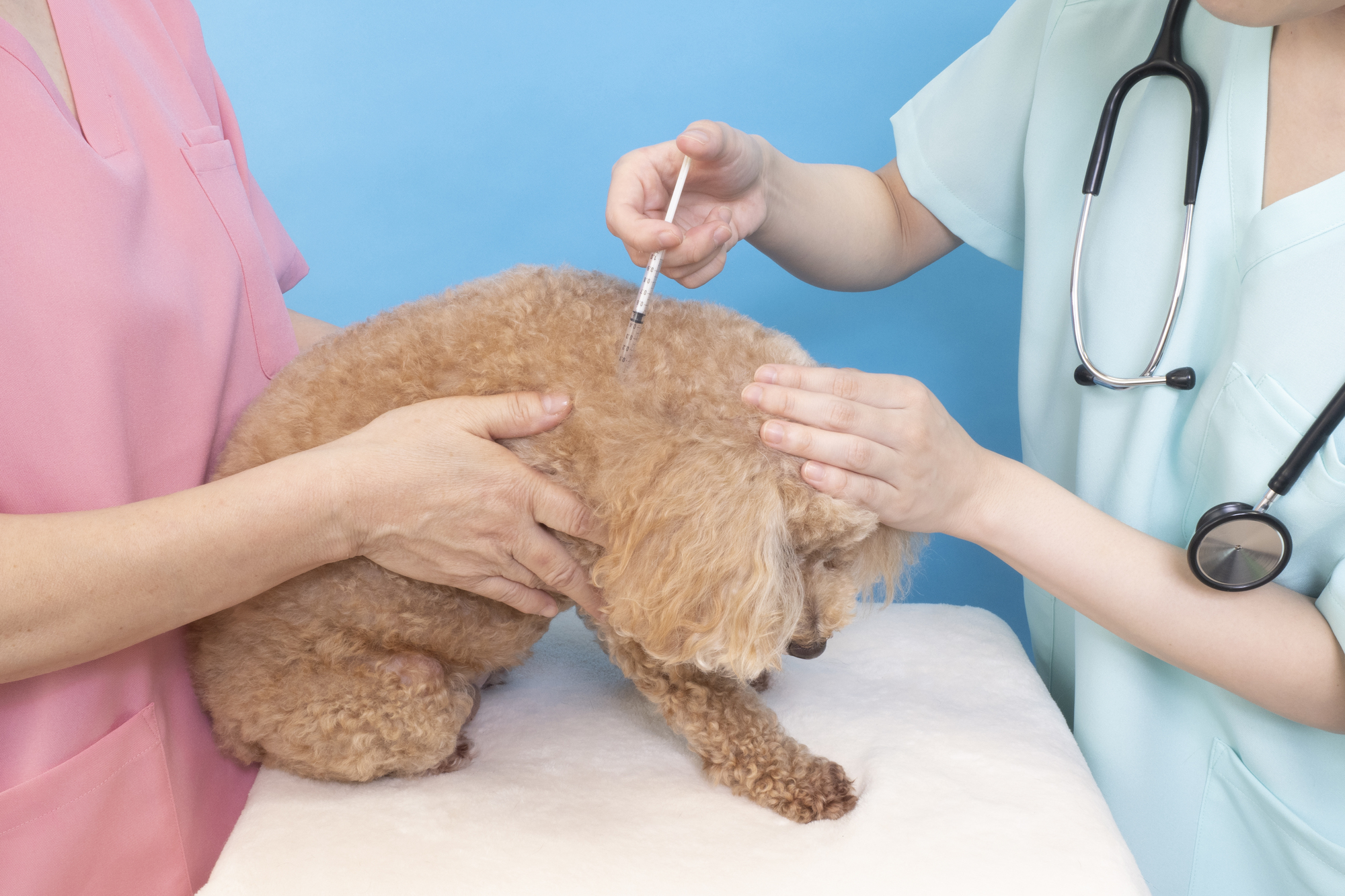 犬の予防接種はなぜ必要？