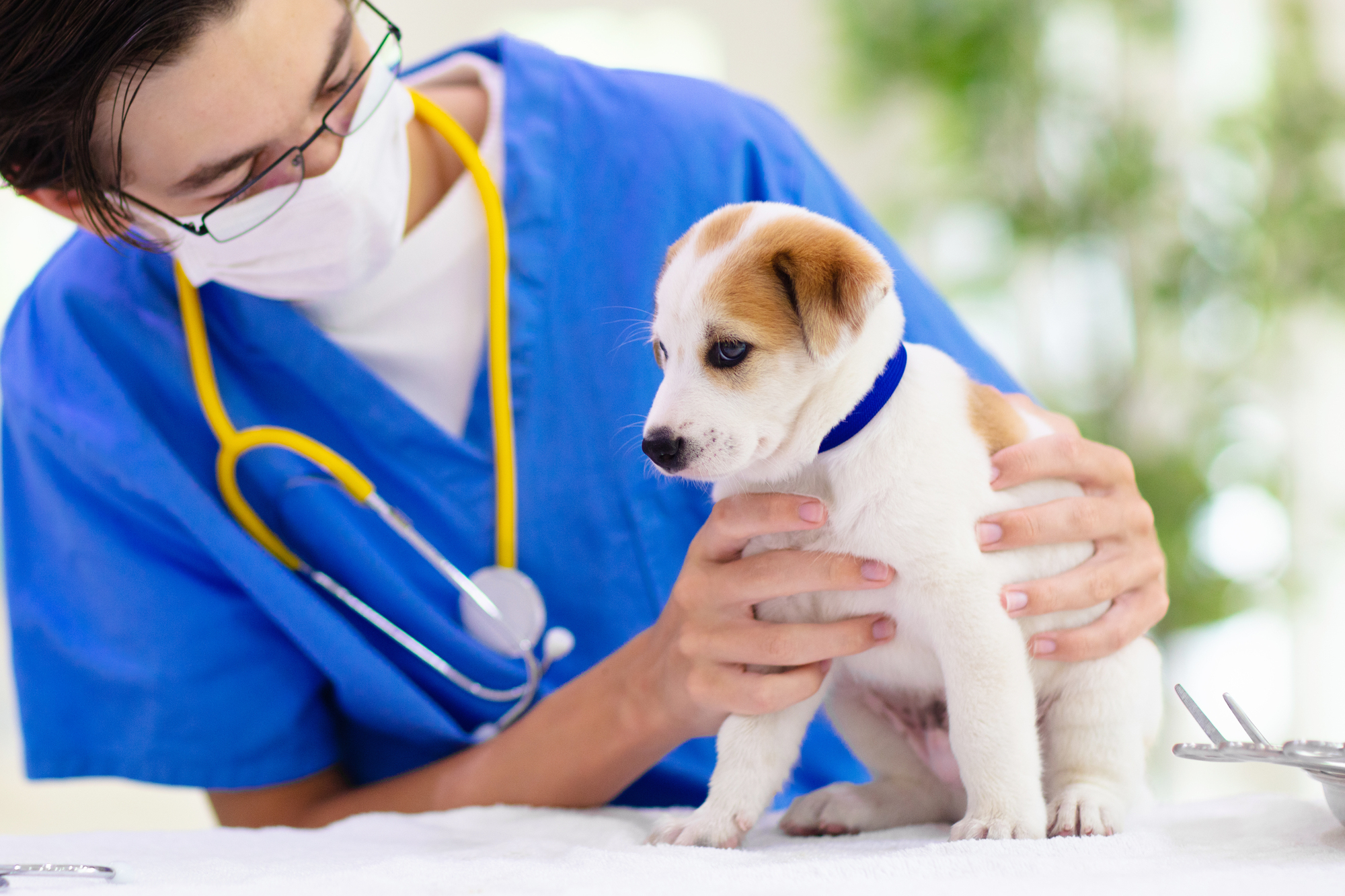 犬の予防接種の間隔・スケジュール