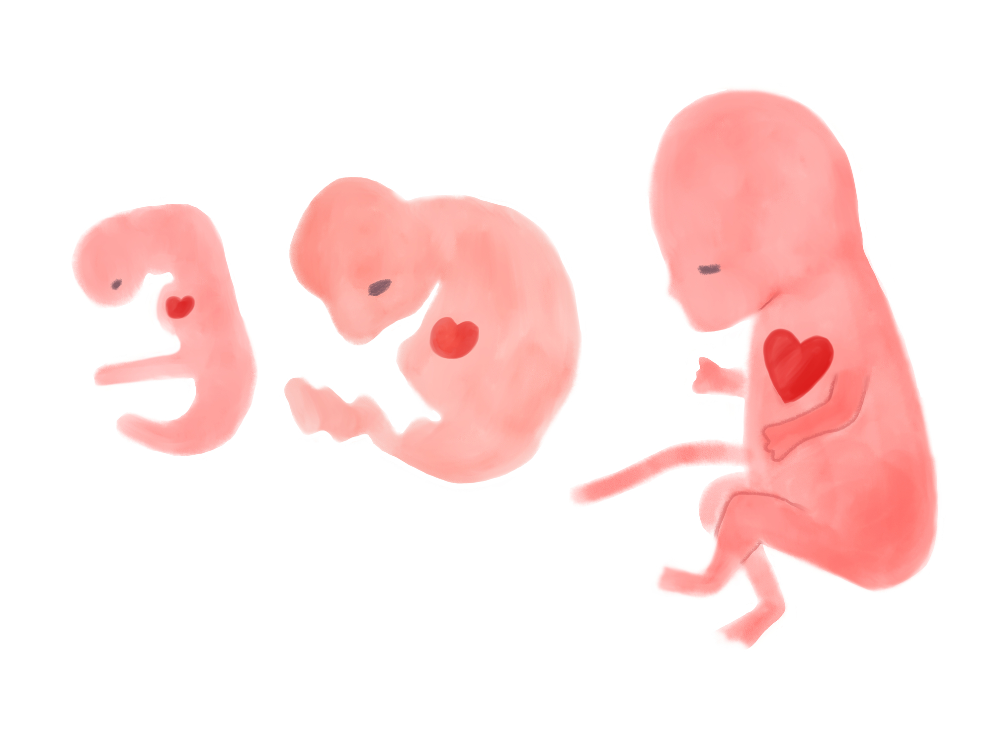胎児の成長イメージ