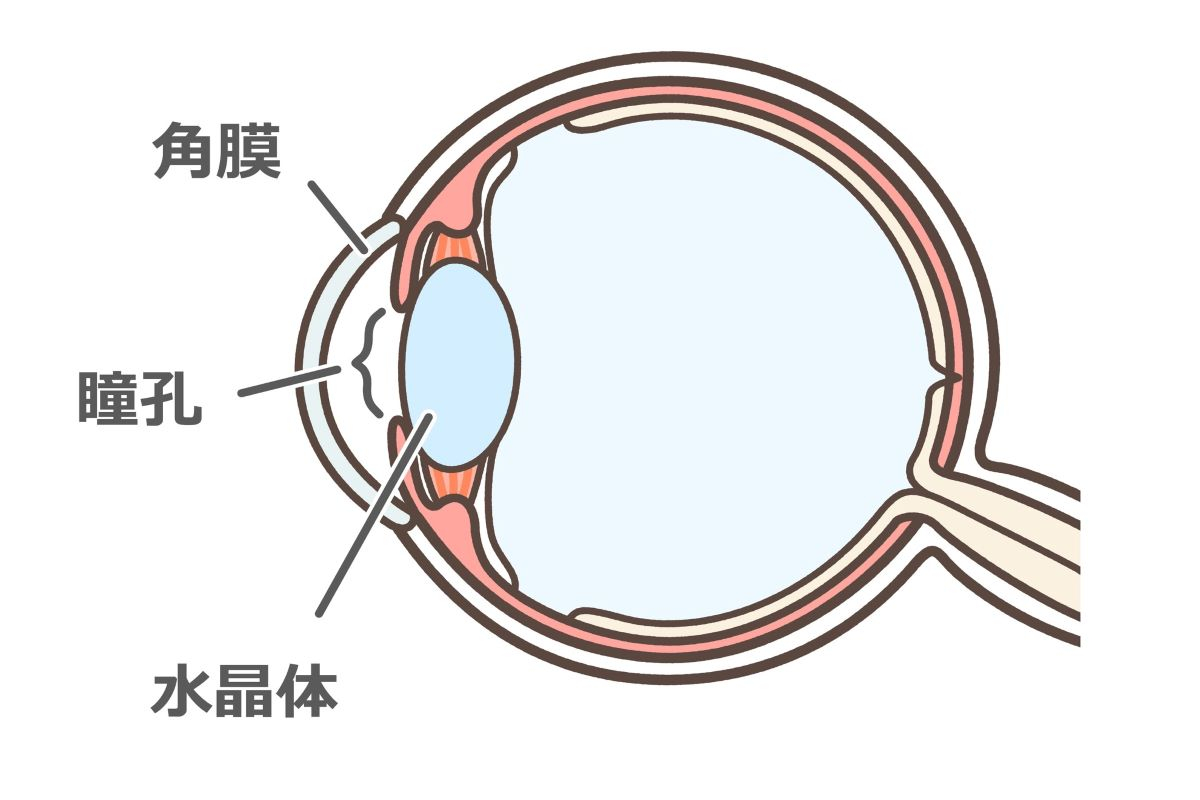 目の構造図(断面)